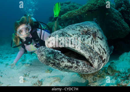 Scuba Diver bekommt hautnah und persönlich mit einer Kartoffel-Kabeljau, die mehr als das Doppelte ihres Gewichts ist. Stockfoto