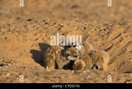 Suricate Erdmännchen sich gegenseitig pflegen Stockfoto