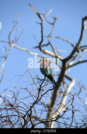 Lilac-breasted Roller (Coracias Caudatus), Tarangire Nationalpark, Tansania, Afrika Stockfoto