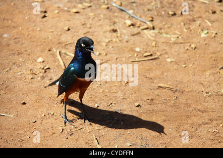 Superb Starling (Glanzstare Superbus), Tarangire Nationalpark, Tansania, Afrika Stockfoto