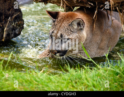 PUMA-Schwimmen unter log Stockfoto