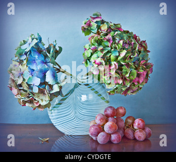 Herbstliche Stillleben: lila Trauben und Hortensie Blumen trocknen Stockfoto