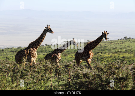Giraffen, Serengeti Nationalpark, Tansania, Afrika Stockfoto