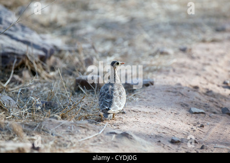 Weibliche gemalt Sandgrouse auf Weg Stockfoto