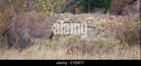 Ein Kojote sieht in der Ferne, auf der Suche nach Beute. Estes Park, Colorado Stockfoto