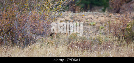 Ein Kojote sieht in der Ferne, auf der Suche nach Beute. Estes Park, Colorado Stockfoto