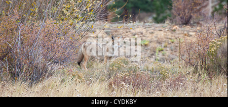 Ein Kojote sieht in der Ferne, auf der Suche nach Beute. Estes Park, Colorado Stockfoto