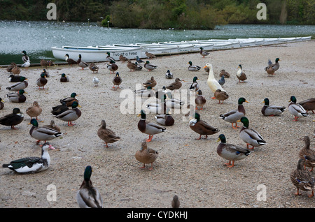 Swanbourne See Arundel West Sussex Stockfoto