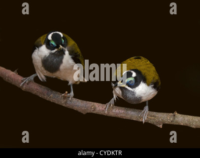 Zwei blaue konfrontiert Honigfresser (Entomyzon Cyanotis) Stockfoto