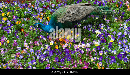 Ein Pfau, der durch ein Blumenbett voller Stiefmütterchen in den San Anton Gärten, Attard, Malta, wandert Stockfoto