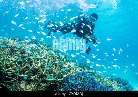 Tauchen über Korallenriff vor der Küste von Ishigaki Insel, Okinawa, Japan. Stockfoto