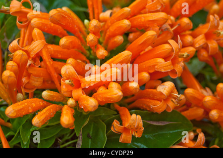 Chinesische Neujahr Blumen mit Tröpfchen im Frühjahr Stockfoto