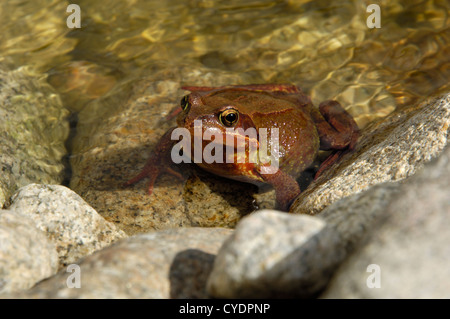 Grasfrosch, Rana Temporaria in einem Teich, ungewöhnliche rote Färbung, Dumfries and Galloway, Schottland Stockfoto