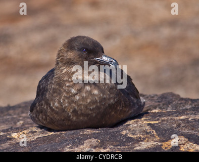 Braune subantarktischen Skua (Stercoraius Antarcticus Lonnbergi), Saunders Island, Falkland Stockfoto