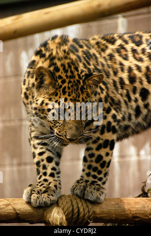 Nahaufnahme der junge Amur-Leopard, Blick nach unten, während auf einem Mast zu balancieren. Stockfoto