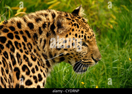 Amur-Leopard schlich hautnah Stockfoto