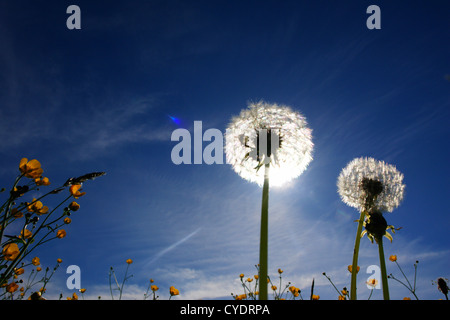 schöne Frühlingsblumen Schlag Kugeln gegen Himmel und Sonne Stockfoto