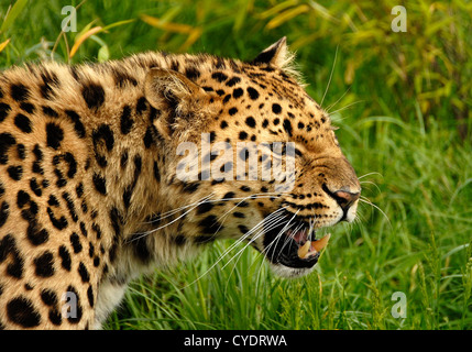 Amur-Leopard Knurren hautnah Stockfoto
