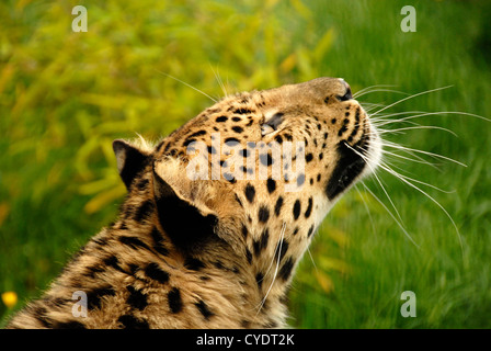 Amur-Leopard hautnah auf der Suche nach oben Stockfoto