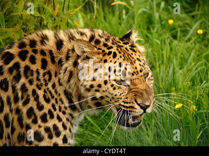 Amur-Leopard hautnah knurrend Stockfoto