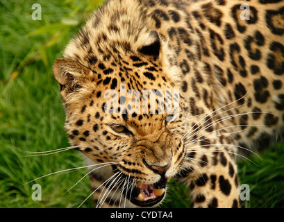 Amur-Leopard knurrend hautnah Stockfoto