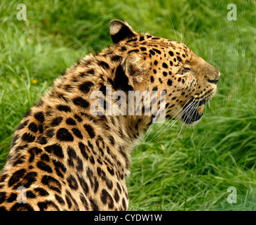 Amur-Leopard hautnah wegsehen von Kamera Stockfoto