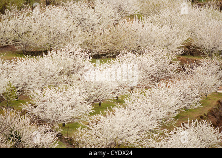 Kirschbaum Blüte im Jerte-Tal, Cáceres, Extremadura, Spanien Stockfoto