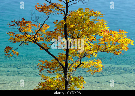 Ahornbäumen entlang der Ufer des Sees Mindemoya im Herbst, Manitoulin Is. Mindemoya, Ontario, Kanada Stockfoto