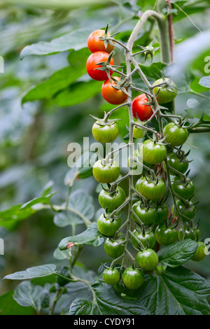 Nahaufnahme der wachsenden Cherrytomaten Stockfoto