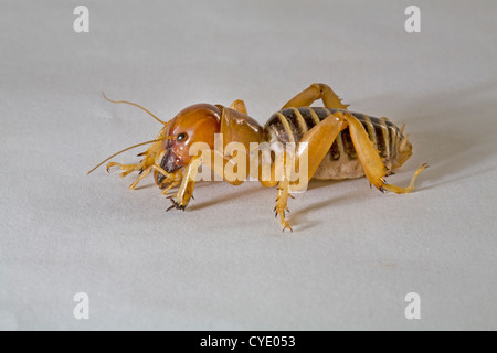 Ein Jerusalem Cricket, auch bekannt als eine Kartoffel-bug Stockfoto