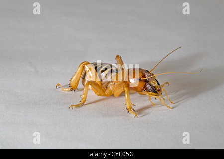 Ein Jerusalem Cricket, auch bekannt als eine Kartoffel-bug Stockfoto