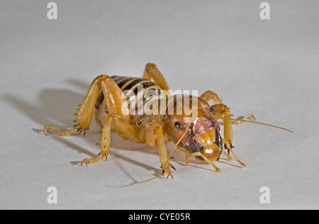 Ein Jerusalem Cricket, auch bekannt als eine Kartoffel-bug Stockfoto