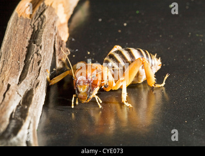 Ein Jerusalem Cricket, auch bekannt als eine Kartoffel-bug Stockfoto