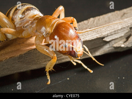 Ein Jerusalem Cricket, auch bekannt als eine Kartoffel-bug Stockfoto