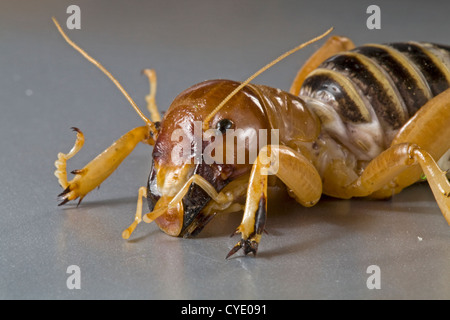 Ein Jerusalem Cricket, auch bekannt als eine Kartoffel-bug Stockfoto