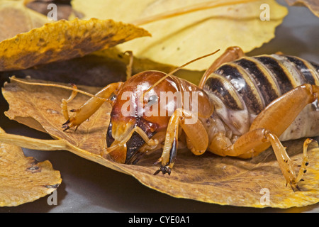 Ein Jerusalem Cricket, auch bekannt als eine Kartoffel-bug Stockfoto