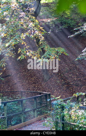 Strahlen der Sonne Strahl durch ein Waldgebiet auf das Kleeblatt übersäten Boden schaffen einen Hauch von Geheimnis. Stockfoto