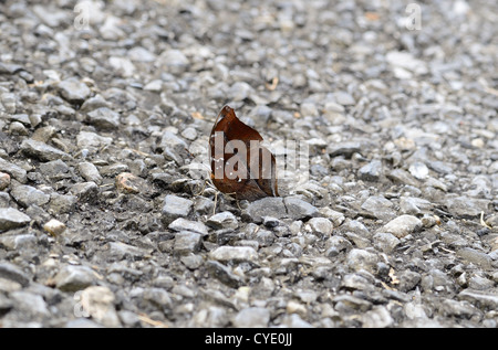 Herbstblatt-Schmetterling (Doleschallia Bisaltide) auf der Straße-Strecke Stockfoto