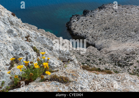 Eine Reihe von gelben Wildblumen auf Klippen von Kavo Greco (Kap Greco) in Zypern Stockfoto