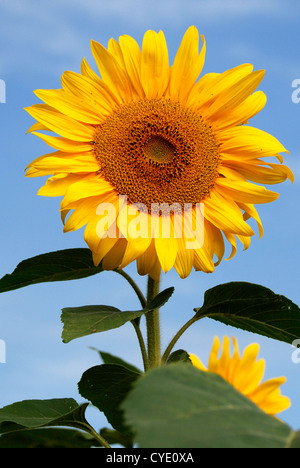 Sonnenblume an einem Sommertag in Bayern - Helianthus Annuus. Stockfoto