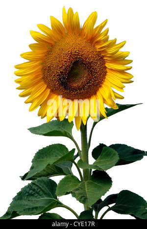 Sonnenblume an einem Sommertag in Bayern - Helianthus Annuus. Stockfoto