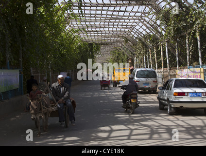 Straße bedeckt, um Trauben, Xinjiang Uyghur autonome Region, China pflegen Stockfoto