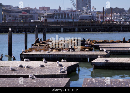 Die lokal bekannten Seelöwen Aalen auf schwimmenden Pontons neben Pier 39 in San Francisco Stockfoto