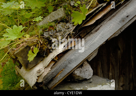 Detail der traditionellen Rasen Dach, Skagefla Bergbauernhof, Norwegen Stockfoto