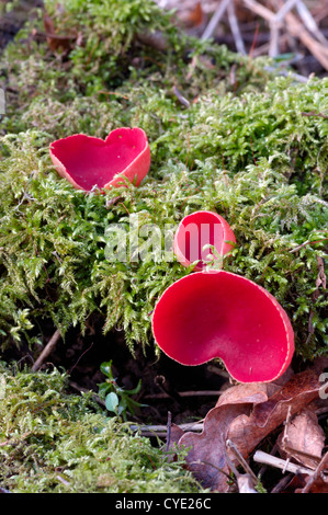 Scharlachrote Elfcup, Sarcoscypha Austriaca, Pilz auf abgestorbenem Holz, gesehen in Carstramont Wood, Dumfries and Galloway, Schottland Stockfoto