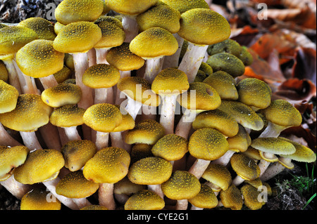 Honig-Pilz (Armillaria Mellea / Armillariella Mellea) Cluster wachsen am Stamm des Baumes im herbstlichen Wald Stockfoto