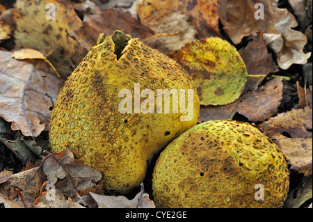 Gemeinsame Earthball Pilz / Schweinehaut vergiften Puffball (Sklerodermie Citrinum / Sklerodermie Aurantium) bricht die Sporen freigeben Stockfoto