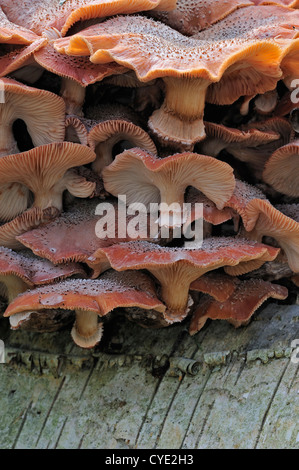 Dunkler Hallimasch (Armillaria Solidipes / Armillaria Ostoyae) wächst im Cluster auf Baumstamm im herbstlichen Wald Stockfoto