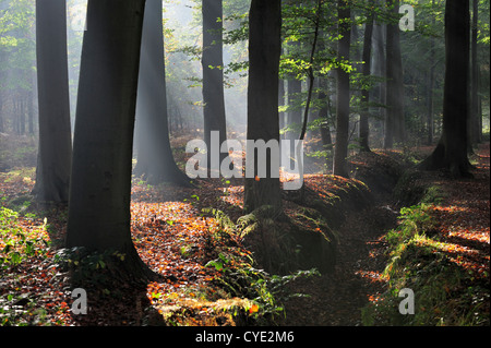 Sonnenstrahlen durchscheinen Laubwald mit Rotbuchen in Herbstfarben bei Sonnenaufgang eine ruhige Atmosphäre zu schaffen Stockfoto