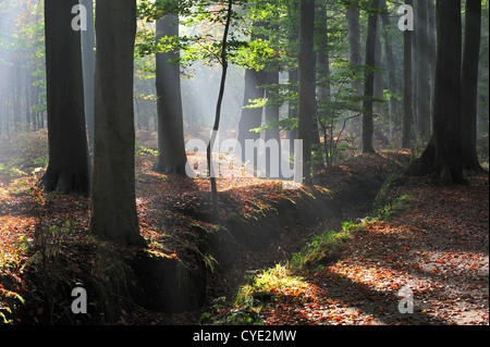 Sonnenstrahlen durchscheinen Laubwald mit Rotbuchen in Herbstfarben bei Sonnenaufgang eine ruhige Atmosphäre zu schaffen Stockfoto